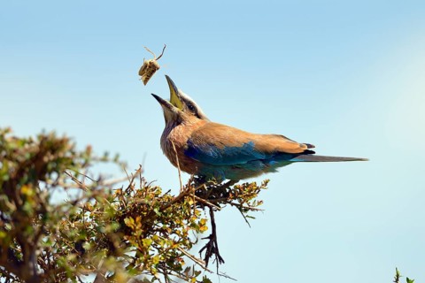 Purple roller (Coracias naevia)