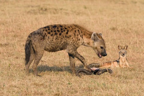Hungry jackal (Canis mesomelas) watching a spotted hyena (Crocuta crocuta) at a carcass