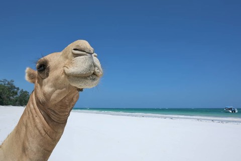 Dromedary or Arabian camel (Camelus dromedarius)