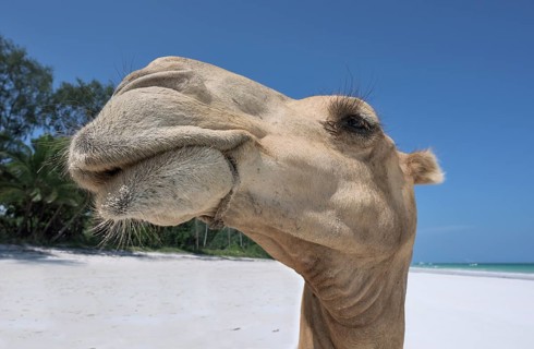 Dromedary or Arabian camel (Camelus dromedarius)