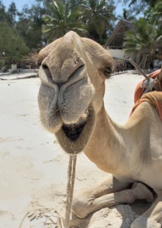 Dromedary or Arabian camel (Camelus dromedarius)