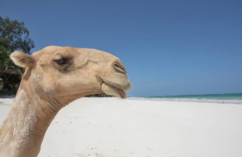 Dromedary or Arabian camel (Camelus dromedarius)