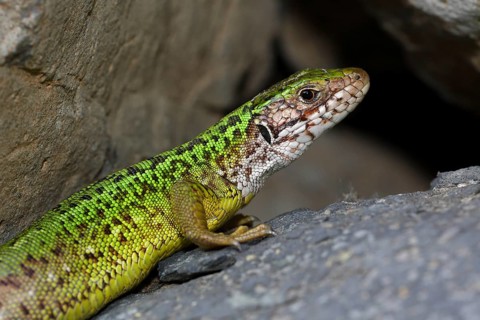 European Green Lizard (Lacerta viridis) female basking on rocks