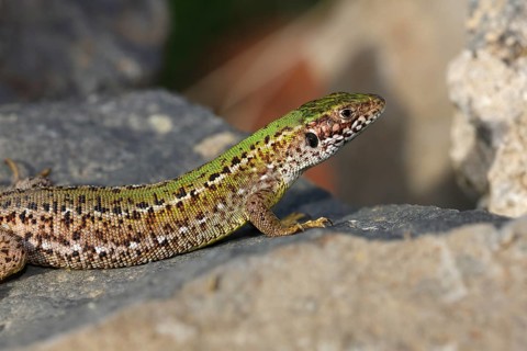European Green Lizard (Lacerta viridis) female basking on rocks