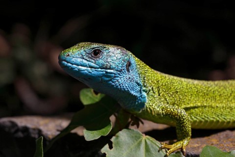 European Green Lizard (Lacerta viridis) male in breeding plumage basking on rocks
