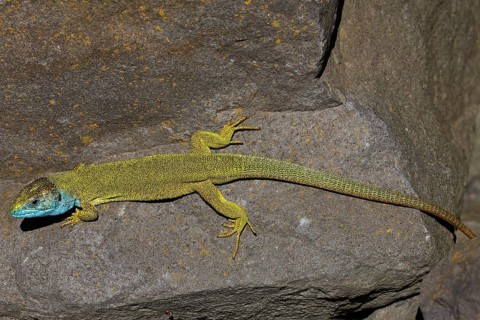 European Green Lizard (Lacerta viridis) male in breeding plumage basking on rocks