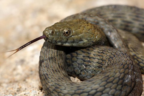 Lambent dice snake (Natrix tessellata)