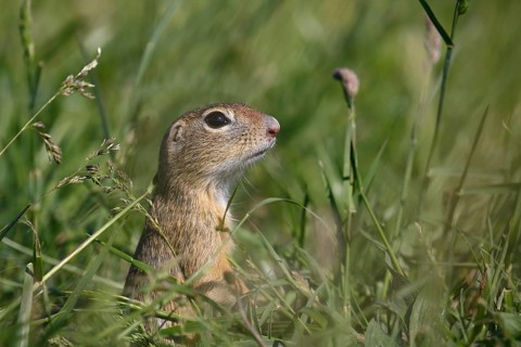 European ground squirrel or European souslik (Spermophilus citellus) looking out of its earthworks in a meadow