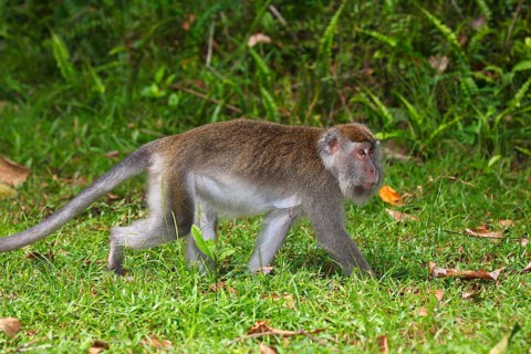 Crab-eating Macaque (Macaca fascicularis)