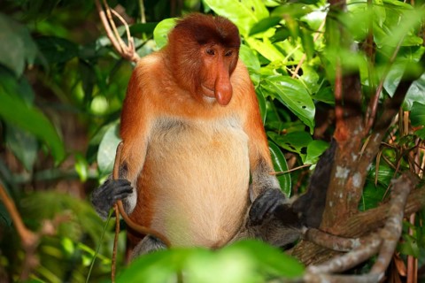 Proboscis Monkey (Nasalis larvatus)