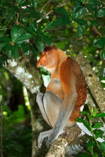 Proboscis Monkey (Nasalis larvatus)