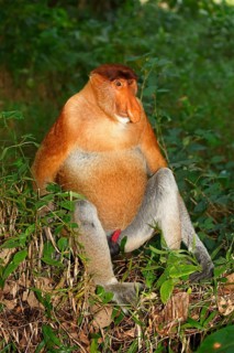 Proboscis Monkey (Nasalis larvatus)