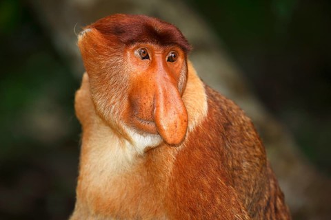Proboscis Monkey (Nasalis larvatus)