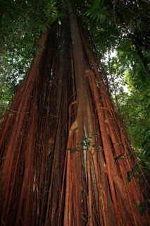 Strangler fig (Ficus aurea) in the tropical rainforest