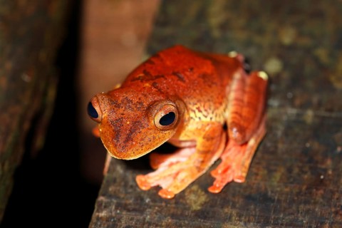 Harlequin tree frog (Rhacophorus pardalis)