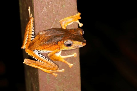 Borneo eared frog (Polypedates otilophus)