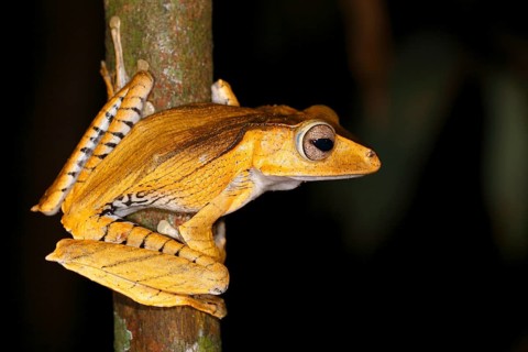 Borneo eared frog (Polypedates otilophus)