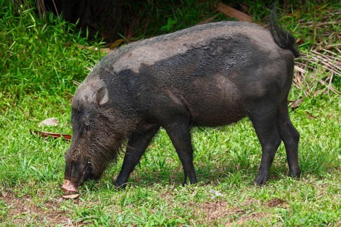 Bornean bearded pig (Sus barbatus)
