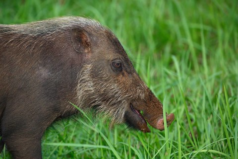 Bornean bearded pig (Sus barbatus)