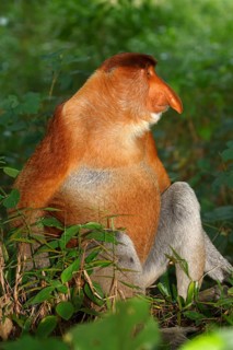 Proboscis Monkey (Nasalis larvatus)