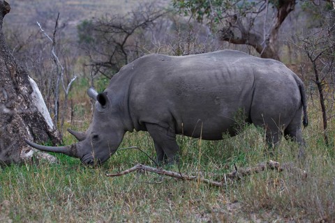 Black Rhinoceros (Diceros bicornis) feeding