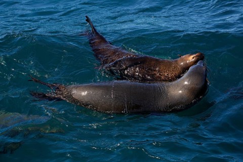 Brown fur seals (Arctocephalus pusillus) playing in water