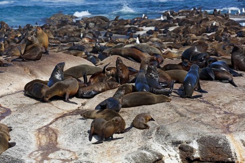 Brown fur seals (Arctocephalus pusillus)