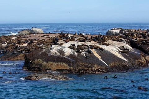 Brown fur seals (Arctocephalus pusillus)