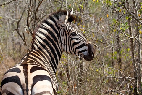 Burchell's Zebra (Equus quagga burchelli)