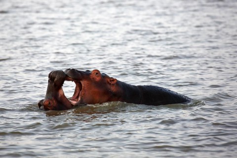 Young hippos playing (Hippopatamus amphibius) in the water