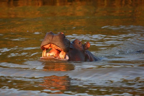 Hippopotamus