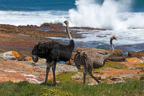 Southern ostriches (Struthio camelus australis)