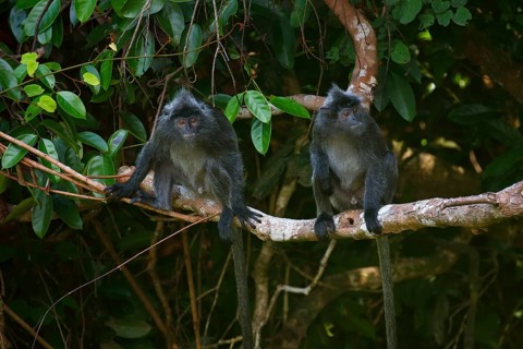 Silvery lutungs (Trachypithecus cristatus)