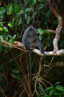 Silvery lutung (Trachypithecus cristatus)
