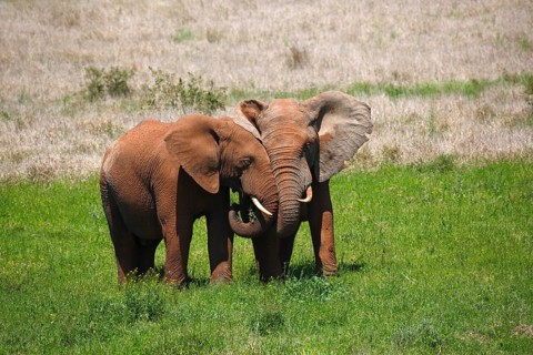African bush elephants (Loxodonta africana)
