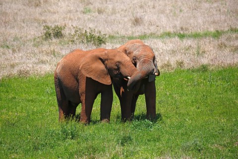African bush elephants (Loxodonta africana)