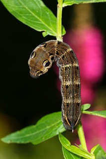 Elephant Hawk-moth (Deilephila elpenor)