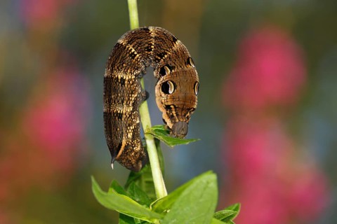 Elephant Hawk-moth (Deilephila elpenor)