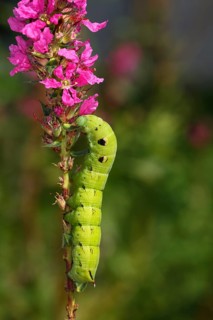 Elephant Hawk-moth (Deilephila elpenor)