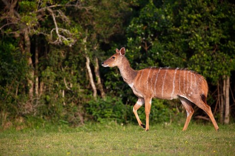 Nyala or inyala (Tragelaphus angasii)