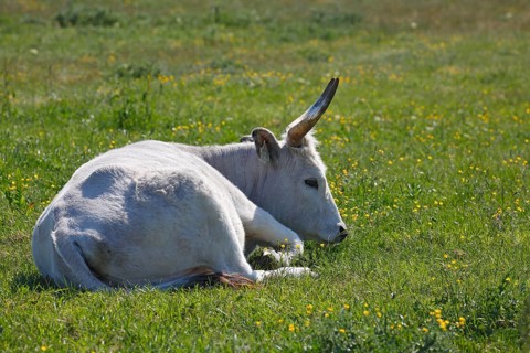 Hungarian Grey cattle (Bos primigenius taurus) on pasture