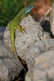 European green lizard (Lacerta viridis)