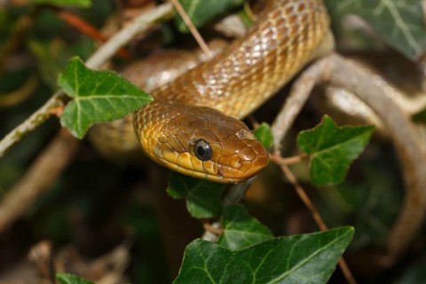 Aesculapian snake (Zamenis longissimus) ivy