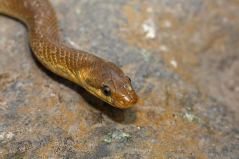 Aesculapian snake (Zamenis longissimus)