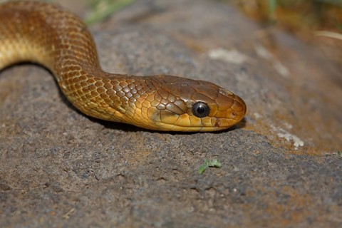 Aesculapian snake (Zamenis longissimus)