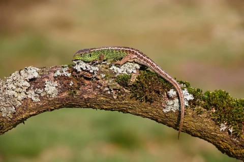 Sand Lizard (Lacerta agilis)