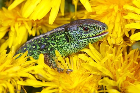 Sand Lizard (Lacerta agilis)
