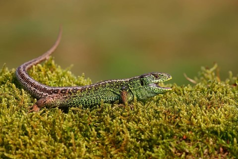 Sand Lizard (Lacerta agilis)