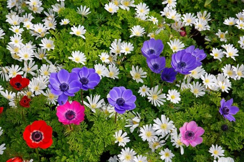 Different anemones in a spring flower bed