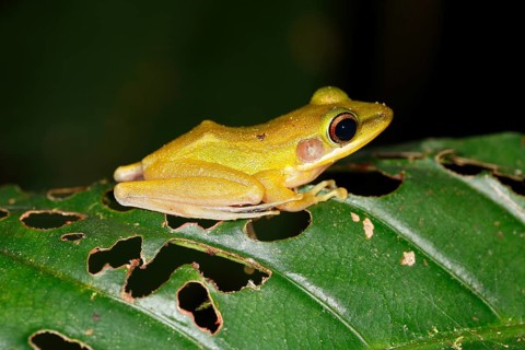 White-lipped frog (Rana chalconota)